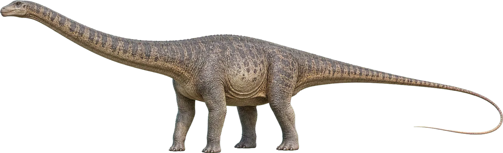 Very long Diplodocus stands beside a child and stretches far across the image.