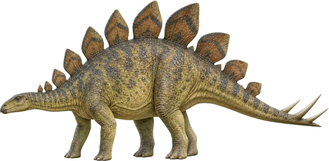 Stegosaurus with back plates, small head, and spiked tail.